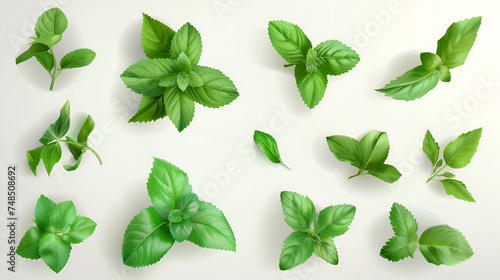 Basil Leaves Various green basil leaves Isolated on White Background Mint Leafs