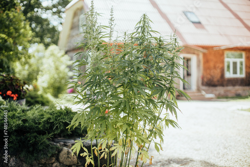 cannabis plants growing at home backyard