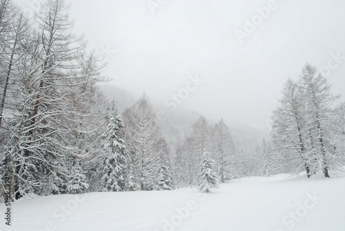 Snowfall in mountain forest