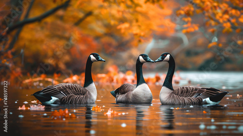A beautiful closeup shot of three Canada goose birds