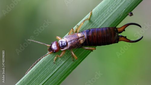 Gemeiner Ohrwurm - Forficula auricularia