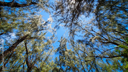 Look up to the sky through the forest - Reunion Island