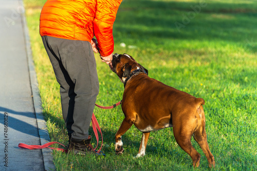 A man plays with a dog of the Boxer breed