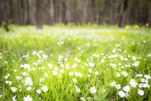 Background with a sunny forest green glade with white primroses and small flowers.