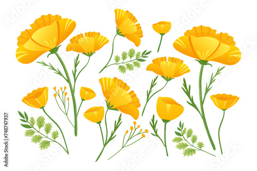 Yellow flowers of Echscholtzia. California golden poppy. Collection of yellow spring flowers. California poppy. Vector illustration.