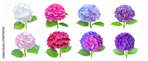Hydrangea or hortensia eight flowers set isolated transparent png. White, blue, pink, purple and bicolor hortensia flowering plants. Different colors inflorescences collection.