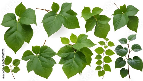 Set of green leaves from Javanese treebine or grape ivy (Cissus spp.), a jungle vine and hanging ivy plant bush foliage, isolated on a white background with a clipping path. 