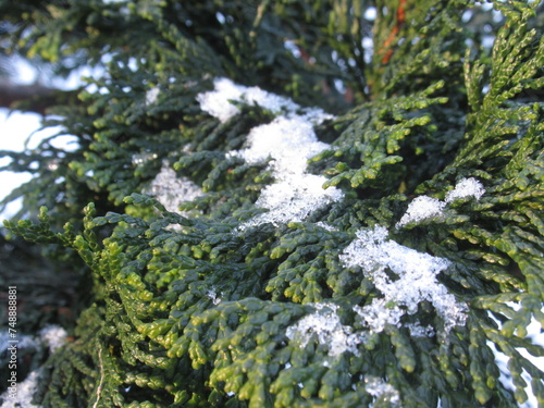 Zbliżenie na gałązki żywotnika pokryte odrobiną śniegu