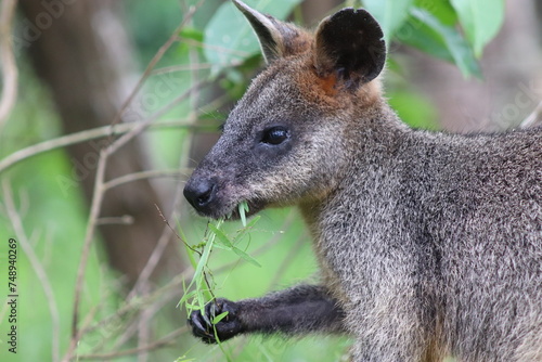 Swamp Wallaby