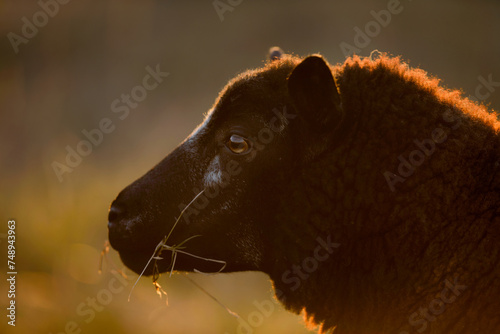 Head of of Blue Texel Sheep at Golden Hour