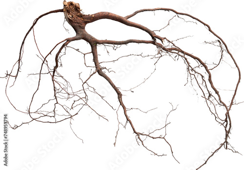 Tree Roots Detailed - Ready to use PNG Cutout Premium Isolated Image