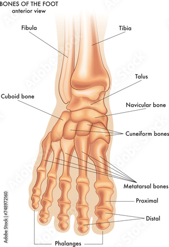 Medical illustration of the main parts of the bones of the foot in anterior view, with annotations.
