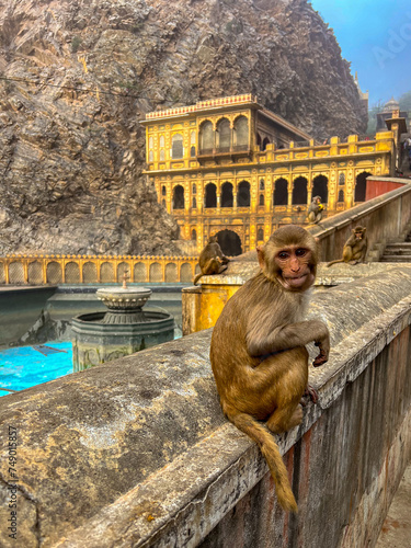 A monkey inside Galta Ji Hindu temple near Jaipur, Rajasthan 