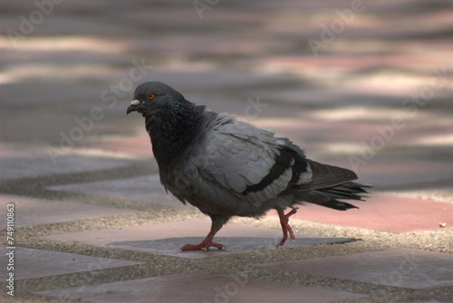 Palomas,las eternas compañeras de plazas en las ciudades.