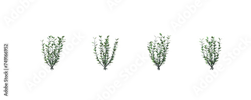 Buxus, boxwood, bushes, shrubs, evergreen, small tree, bush, tree, big tree, light for daylight, easy to use, 3d render, isolated