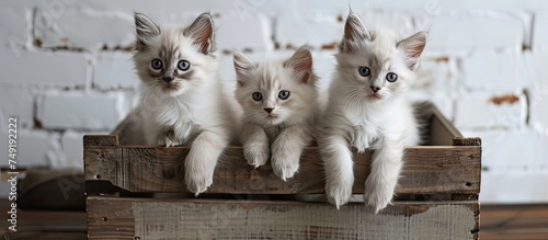 Three adorable kittens with heterochromatic eyes sitting inside a wooden crate. The kittens are fluffy and look curious as they explore their surroundings. The wooden crate is sturdy and provides a