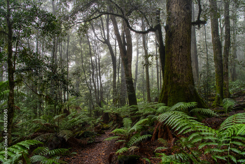 Barrington Tops Rainforest NSW Australia