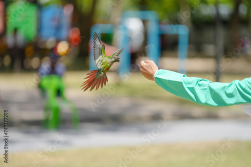 Pineapple green cheek conure (Mato Grosso Greencheek conure) free flying parrot