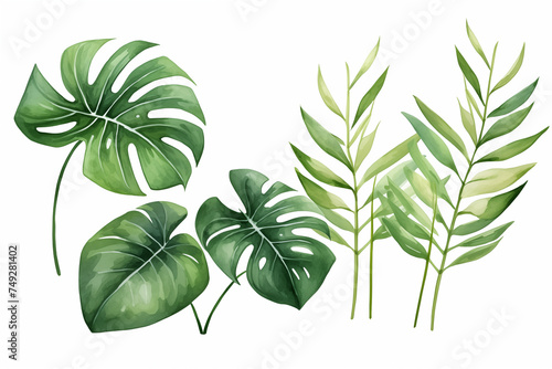 Exotic plants, palm leaves, monstera on an isolated white background, watercolor vector illustration 