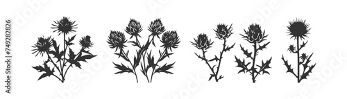 Cirsium thistle icon set. Vector illustration design.