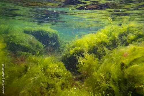 Cladophora, Bryopsis, Ulva green algae oxygenate in laminar flow, low salinity Black sea biotope, littoral zone snorkel, sunny water surface reflection, storm weather torn algal mess, shallow dof