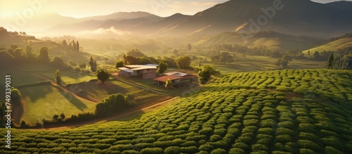 field landscape Isolated coffee plantation Sunrise