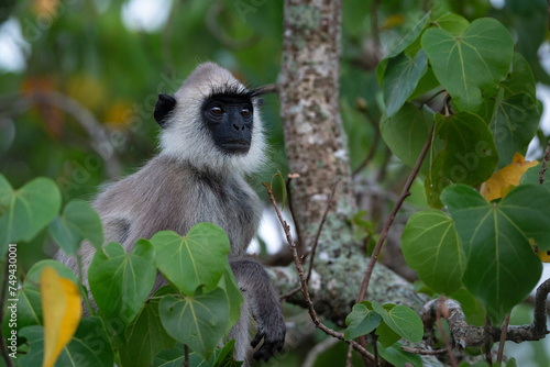 Tufted gray langur, portrait of a monkey, Yala National Park in Sri Lanka