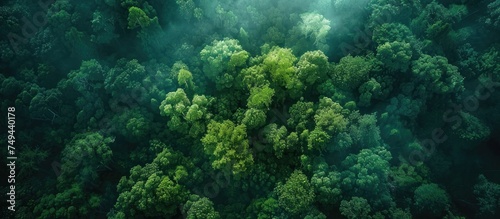 An aerial perspective of a dense forest captured in the middle of a sunny day, showcasing the lush greenery and tree canopies below.