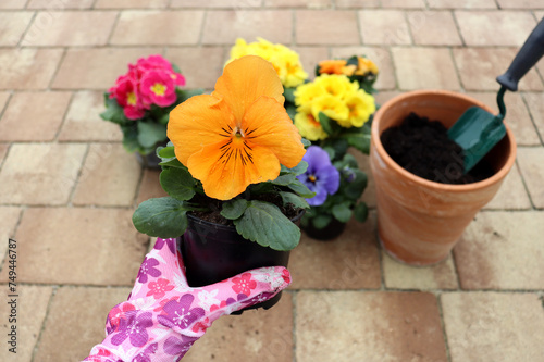 Sadzonka bratka ogrodowego trzymana w dłoni ogrodnika, na tle wiosennych kwiatów 