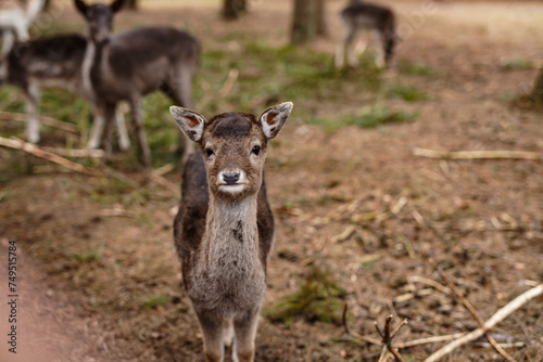 A young deer in the forest