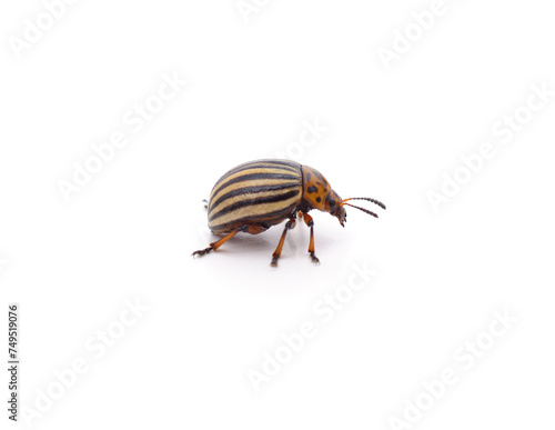 One Colorado potato beetle.
