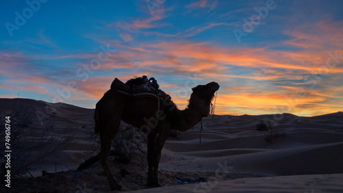 Dromedary camel (Camelus dromedarius) in silhouette at sunset, in the Sahara Desert, outside of Douz, Tunisia