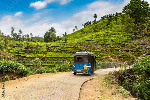 Tea plantations in Sri Lanka