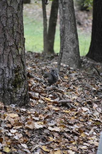 Squirrel Among Leaves