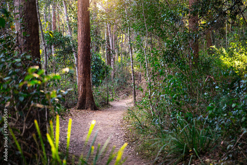 a beautiful path through australian bush in enoggera reservoir walkabout creek, brisbane, queensland, australia