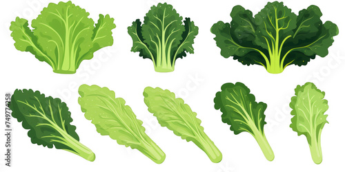 flat art collection of escarole isolated on a white background as transparent PNG