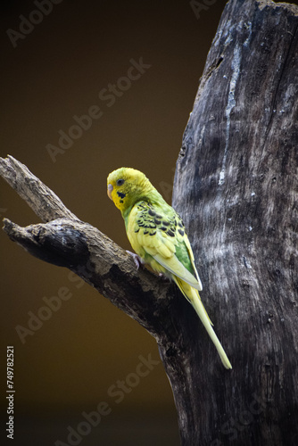 Cute budgerigar parrot perching on the tree. Shell parakeet or budgie.