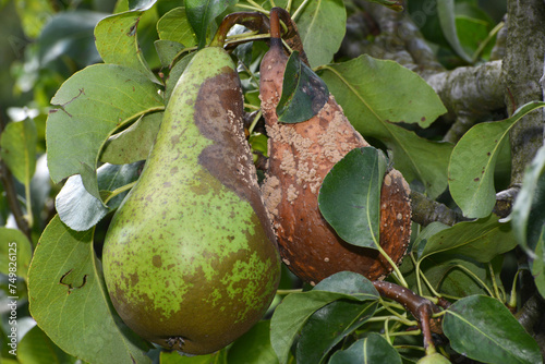 Moniliafruchtfäule, Monilia fructigena an Birnenfrüchte