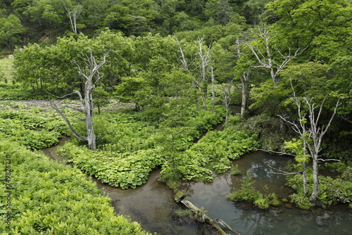 夏の知床半島 清流の羅臼川 北海道の短い夏 緑に包まれた樹海