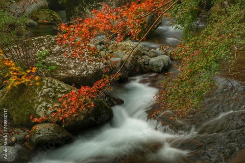 紅葉と川の流れ