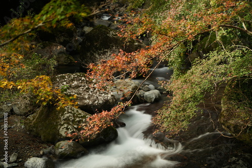 紅葉する渓流
