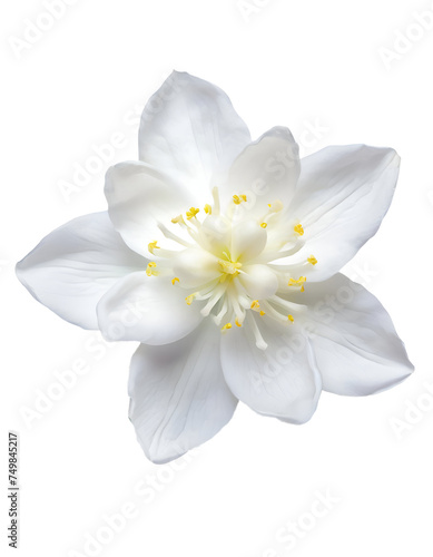 Realistic flower jasmine
