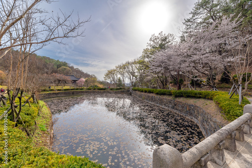 벚꽃이 활짝 핀 덕포루 주변의 풍경, 대전 우암사적공원에 위치