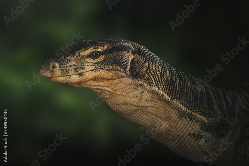 Asian Water Monitor lizard (Varanus salvator)