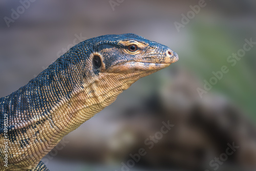 Asian Water Monitor lizard (Varanus salvator)
