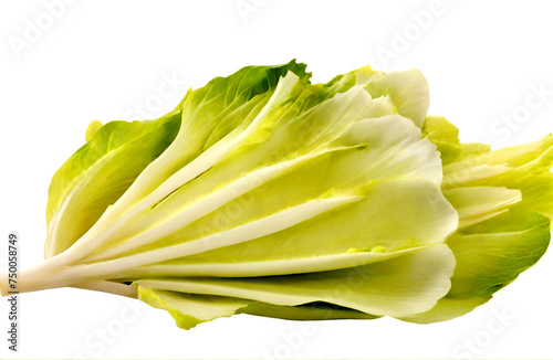 Fresh endive , cut out isolated on white background