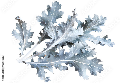 Dusty Miller isolated on white background