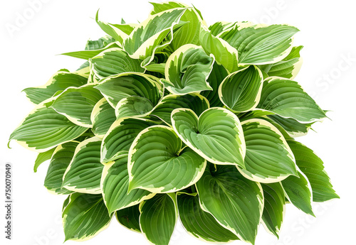 Hosta plant, plantain lily, isolated on white background.