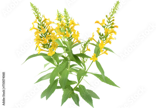 Goldenrod Flower isolated on transparent background. PNG file