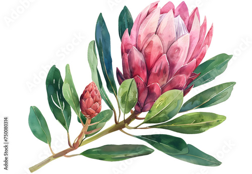 A Protea watercolor isolated on transparent background. PNG filev
